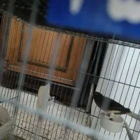 قناری نر شلاقی ابلغ