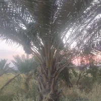 پاجوش و بچ نخل