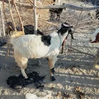 بزهای نرفروشی|حیوانات مزرعه|پلان, |دیوار