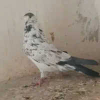 کفتر طوقی قرمز یا جیگری گمشده|پرنده|تهران, شادآباد|دیوار