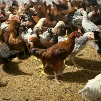 خروس و مرغ محلی درشت|حیوانات مزرعه|دابودشت, |دیوار