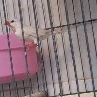 فنج کرواتی یا کراواتی