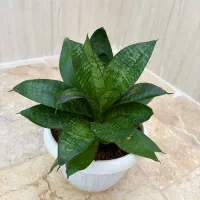 گل سانسوریا پاکوتا