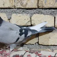 کبوتر|پرنده|فامنین, |دیوار