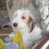 سگ سالم وسرحال مامله با پرنده