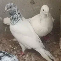 کبوتر|پرنده|قشم, |دیوار