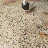 طوق سیاه ماده|پرنده|دهدشت, |دیوار