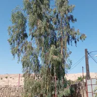 چند عدد اکالاتوس|گل و گیاه طبیعی|اندیکا, |دیوار