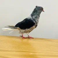 ماده کوهی دمسفید چاپی