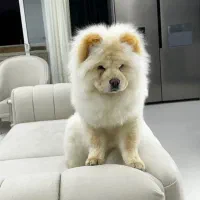 چاو چاو|سگ|فولادشهر, C6|دیوار