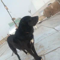 دوتا سگ نر قدرجونی درشت واصیل