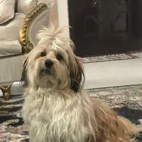 واگذاری شیتزو