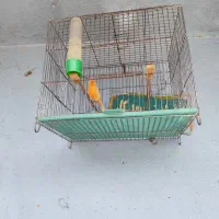 قناری قرص قرص