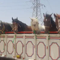 خرید وفروش اسب ومادیون پالونی بارکش