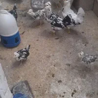 مرغ خروس گلین