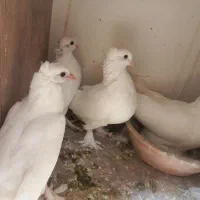 پرنده کفتر