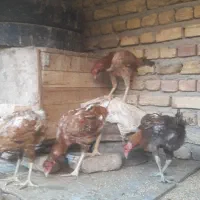 مرغ و خروس لاری و مرغ خانگی|حیوانات مزرعه|الوند, |دیوار