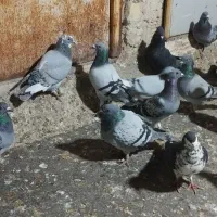 کفتر|پرنده|شیراز, شهرک ترکان|دیوار