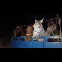 خرید و فروش اسب