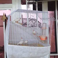 ۵عدد فنچ سفیدخالص نژاد اروپایی