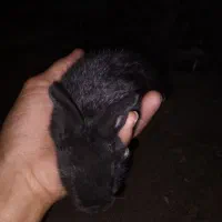 خرگوش تعداد ۲۰عدد