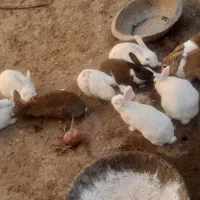 باسلام خدمت شما دوستان خرگوش خانگی