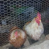 ویاندوت ۲ساله