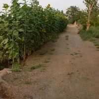 باغ-وزمین-کشاورزی