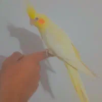 جوجه عروس دستی ، شاه تخم|پرنده|اصفهان, منتظرالمهدی|دیوار