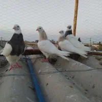 کبوتر طوقی هفت رنگ آس