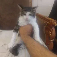 پسر دوماهه مهربون رایگانه