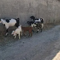 بزهای شیری 2قلوزا