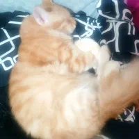 گربه|گربه|سمنان, |دیوار