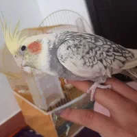 عروی هلندی نر و ماده لوتینو و قلباقالی