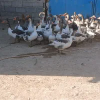 غاز محلی