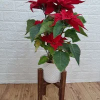 استند گل|کتابخانه، شلف، قفسههای دیواری|نجفآباد, کشاورز|دیوار