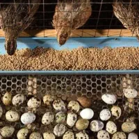 تخم نطفه دار  بلدرچین ژاپنی خالص خالص