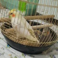 جوجه عروس هلندی