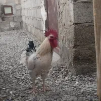 فروشی‌است|حیوانات مزرعه|سراوان, |دیوار