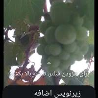 گلخانه|خدمات باغبانی و درختکاری|مسجد سلیمان, |دیوار