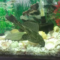 کت فیش یا لجن خوار