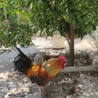 بوقلمون نر و ماده و خروس محلی|حیوانات مزرعه|شیراز, کیان آباد|دیوار