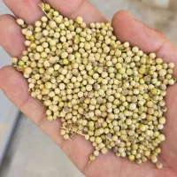 فروش عمده تخم گشنیز توپی