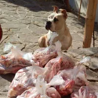 امریکن بولی|سگ|قلعه نو, |دیوار