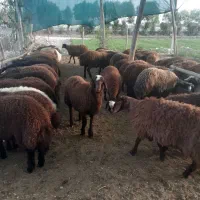 بره زنده|حیوانات مزرعه|اصفهان, بهارستان|دیوار