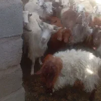 کهره و بز سرحال چاق