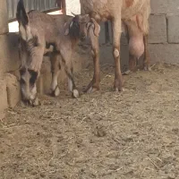 بزشیراوکره نرموقعیت بافق|حیوانات مزرعه|یزد, |دیوار