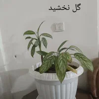 گل طبیعی با گلدون|گل و گیاه طبیعی|چناران, |دیوار