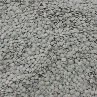 عدس خوب عالی مال امسال هست