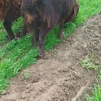 قوچ قزل افشار لختی